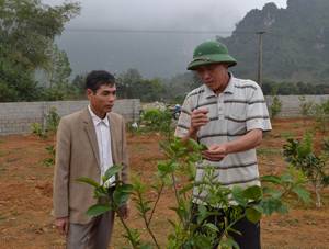 Đồng thuận cao với nghị quyết về phát triển cây ăn quả của Đảng ủy xã Lạc Long (Lạc Thủy), nhiều đảng viên chi bộ Đồng Bầu đã chuyển diện tích vườn tạp sang trồng cây có múi.